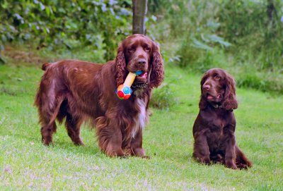 Our Field Spaniels. Bradley 2002-2007 and Trefor 1999-2008
