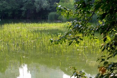 Central Park