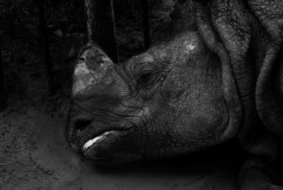 Napping Rhino.w.jpg