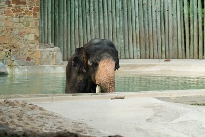 Fort Worth Zoo Elephant_Casey_DSC_8316w.jpg