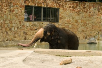 Fort Worth Zoo Elephant_Casey_DSC_8317w.jpg