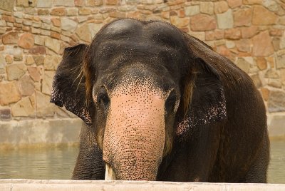 Fort Worth Zoo Elephant_Casey_DSC_8318w.jpg