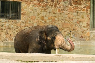Fort Worth Zoo Elephant_Casey_DSC_8319w.jpg
