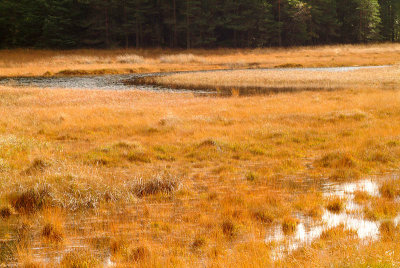 Autumn marsh