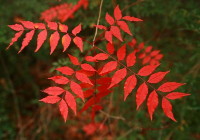 Sumac