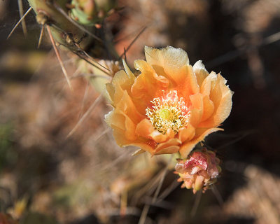 opuntia