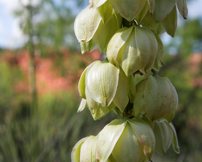 yucca