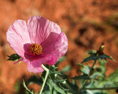poppy
