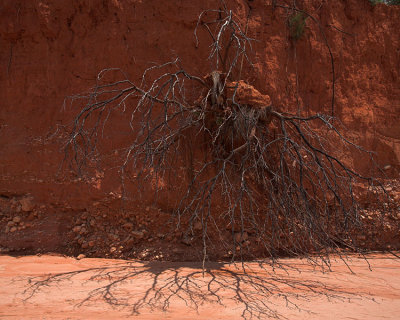 demon root