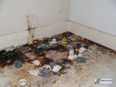 The Carnage