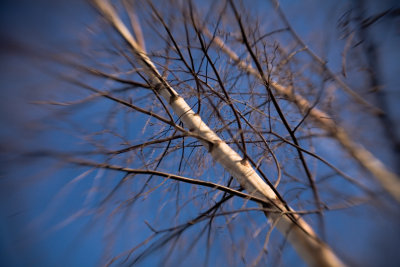 Lensbaby Experiments