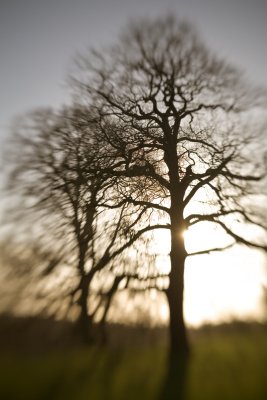 Tree & Sun