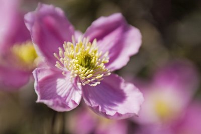 Clematis Lensbaby 1