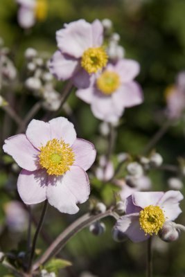 Cropredy Garden