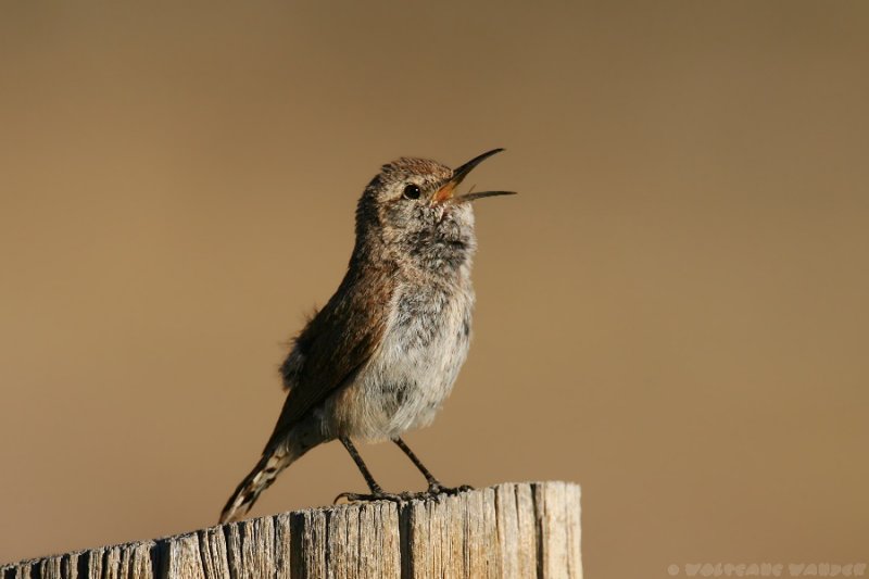Rock Wren <i>Salpinctes Obsoletus</i>