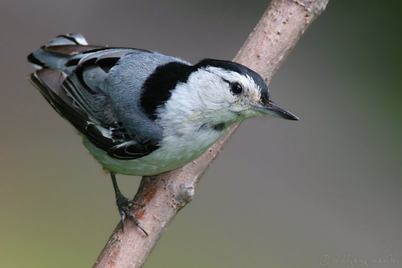 White Breasted Nuthatch <i>Sitta Carolinensis</i>