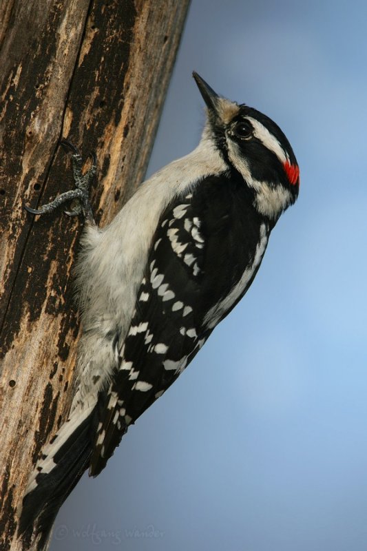 Downy Woodpecker <i>Picoides Pubescens</i>