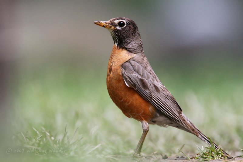 American Robin <i>Turdus Migratorius</i>