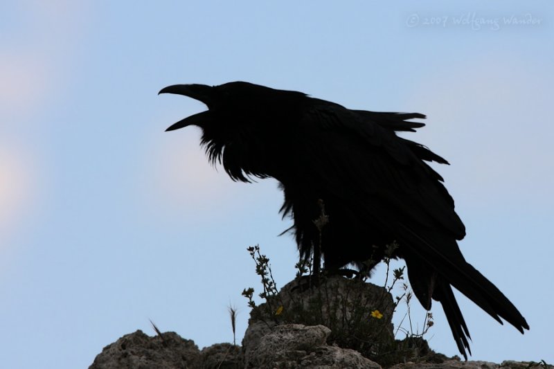 Common Raven <i>Covus corax</i>