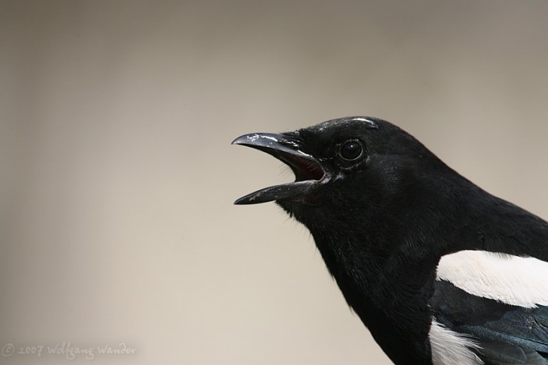 Black-billed Magpie <i>Pica hudsonia</i>