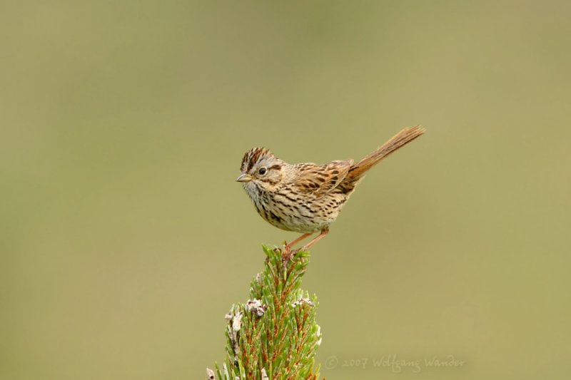 Song Sparrow <i>Melospiza melodia</i>
