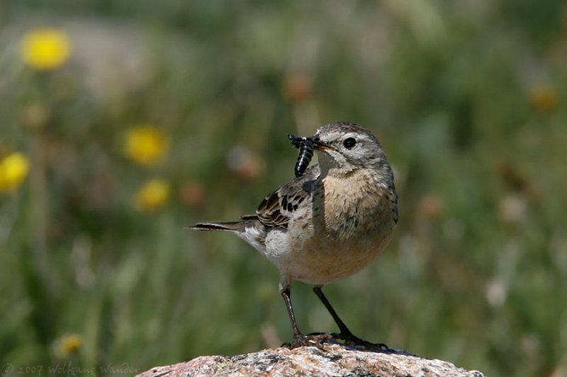 American Pipit <i>Anthus rubescens</i>