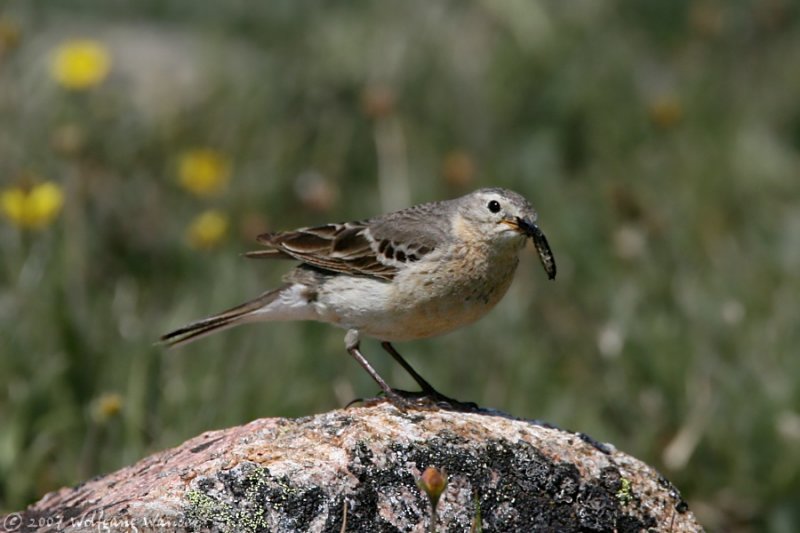 American Pipit <i>Anthus rubescens</i>