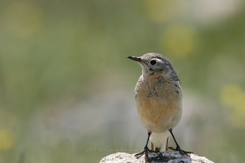 American Pipit <i>Anthus rubescens</i>