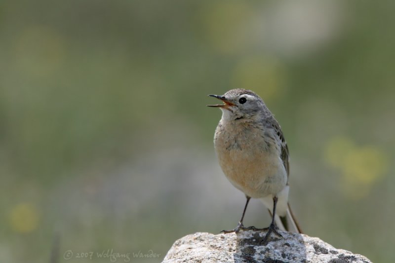 American Pipit <i>Anthus rubescens</i>