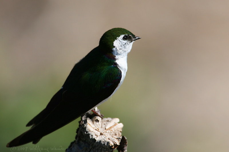 Violet-Green Swallow <i>Tachycineta thalassina</i>