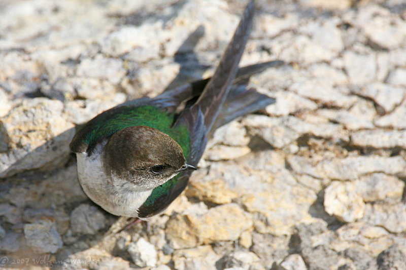 Violet-Green Swallow <i>Tachycineta thalassina</i>