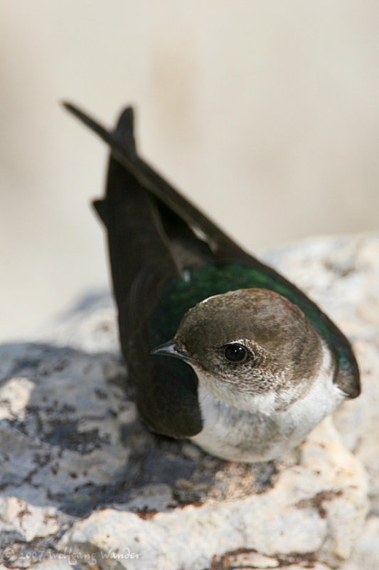 Violet-Green Swallow <i>Tachycineta thalassina</i>