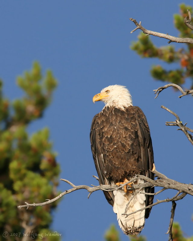 Bald Eagle <i>Haliaeetus leucocephalus</i>