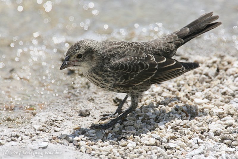 Brown-headed Cowbird <i>Molothrus ater</i>