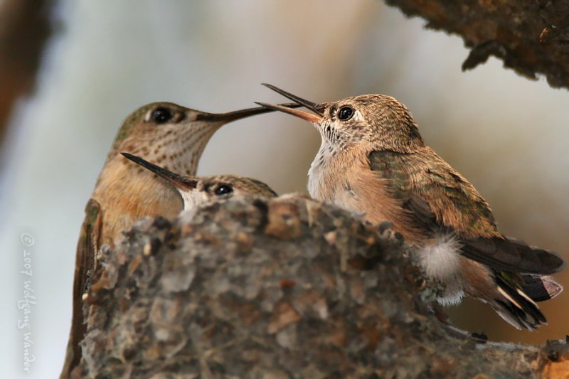 Calliope Hummingbird <i>Stellula calliope</i>