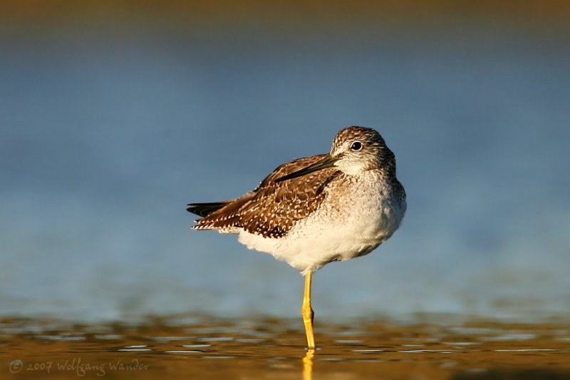 Greater Yellowlegs <i>Tringa melanoleuca</i>