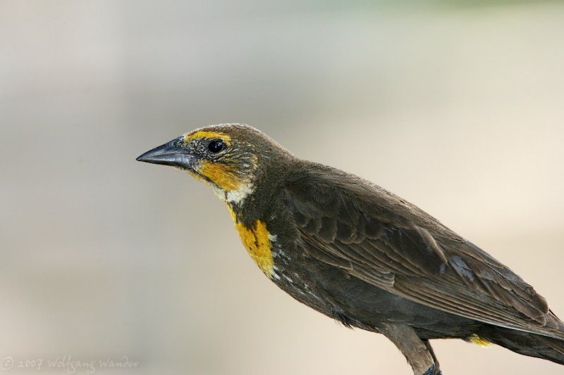 Yellow-headed Blackbird <i>Xanthocephalus xanthocephalus</i>