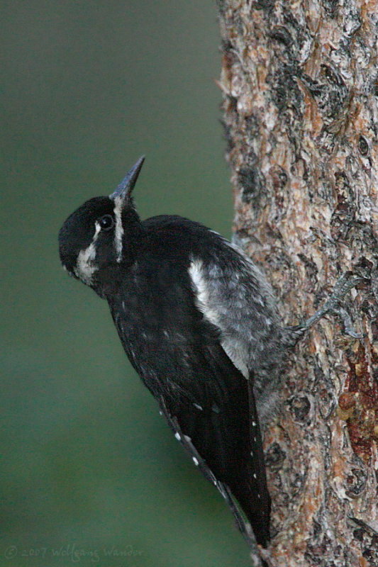 Immature male Williamsons Sapsucker <i>Sphyrapicus thyroideus</i>