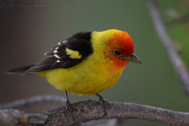 Western Tanager <i>Piranga ludoviciana</i>
