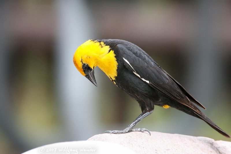 Yellow-headed Blackbird <i>Xanthocephalus xanthocephalus</i>