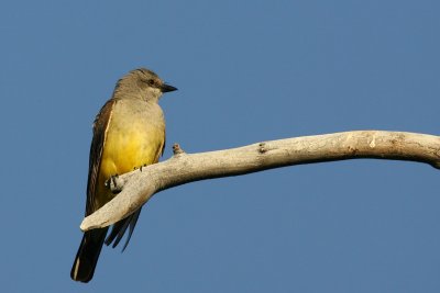 Cassin's Kingbird Tyrannus Vociferans