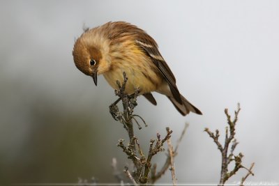 Yellow-Rumped Warbler Dendroica Coronata