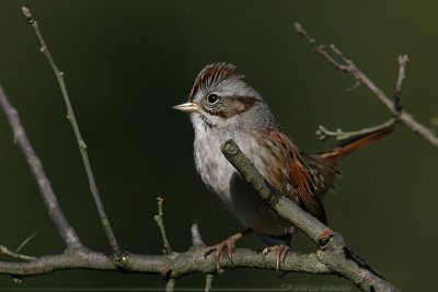 Swamp sparrow Melospiza Georgiana