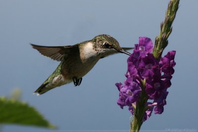 Ruby Throated Hummingbird <i>Archilochus Colubris</i>