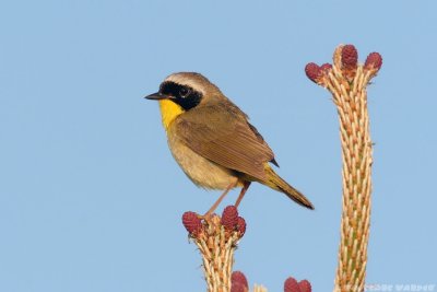 Common Yellowthroat Geothlypis Trichas