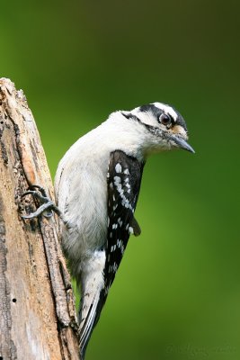 Downy Woodpecker Picoides Pubescens