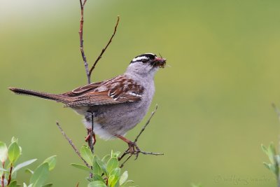 White-Crowned Sparrow Zonotrichia Leucophrys