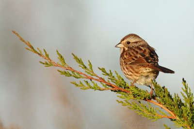Song Sparrow Melospiza Melodia