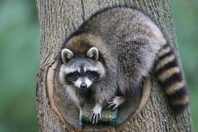 Common Raccoon Procyon lotor