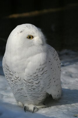 Snowy Owl Nyctea Scandiaca